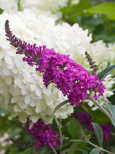 Buddleia Miss Ruby