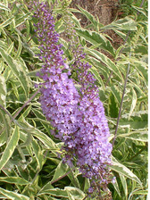Buddleia Summer Skies