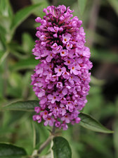 Buddleia Tutti Fruitti Petite