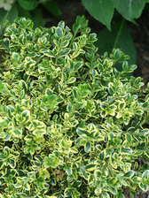 Buxus Wedding Ring