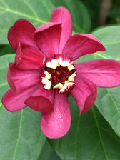 Calycanthus Aphrodite