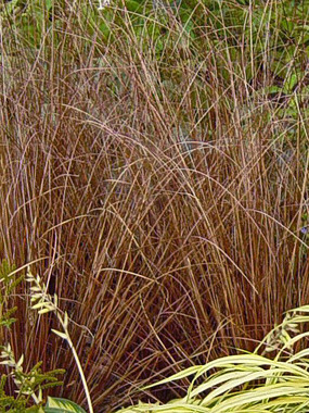 CURLY TOP SEDGE. Narrow copper-brown leaves.
