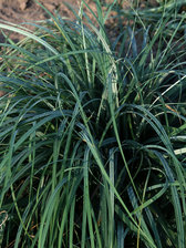 Carex Blue Zinger