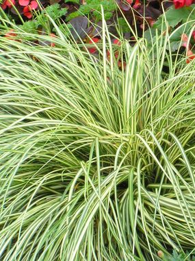Var. Japanese Sedge GRASS - brightly variegated