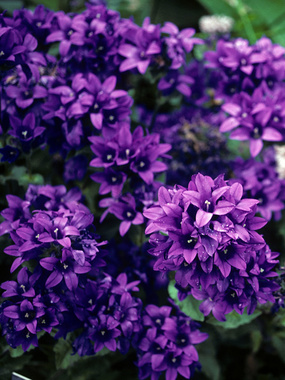 Violet clustered bellflower.