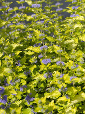 Caryopteris Hint of Gold