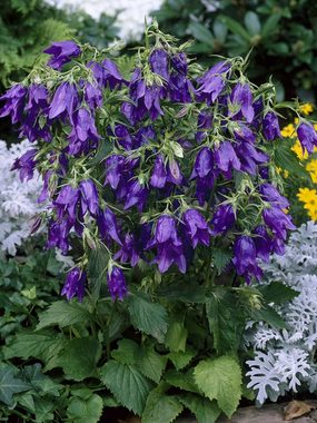 A nice spreader of blue flowers