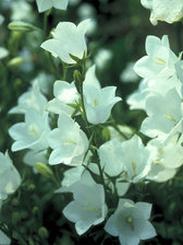 Campanula persicifolia Alba