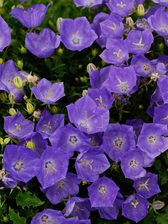 Campanula Pearl Deep Blue