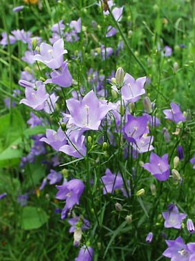 BLUE BELLS OF SCOTLAND