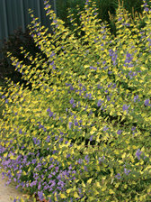 Caryopteris Sunshine Blue