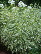 Caryopteris Snow Fairy