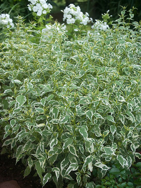 SHRUB.  A stunning variegated leaf with lavender blue flowers.