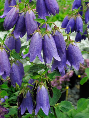 Icy grape pendulous flowers