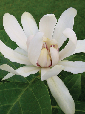 SHRUB Large, magnolia-like flowers and golden yellow fall leaves