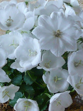 Campanula Carpathian White