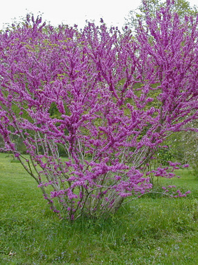 Compact redbud engulfed in rosy mauve flowers