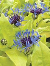 Centaurea Gold Bullion