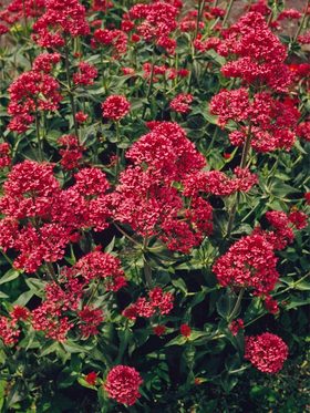 Bluestone perennials coupon code