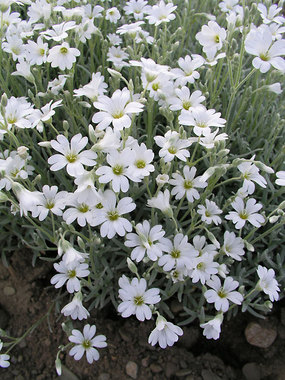 White flowers. Old favorite with low silver grey foliage