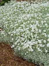 Cerastium Yo Yo