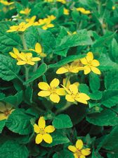 Chrysogonum Allen Bush