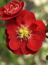 Chaenomeles Double Take Scarlet Storm