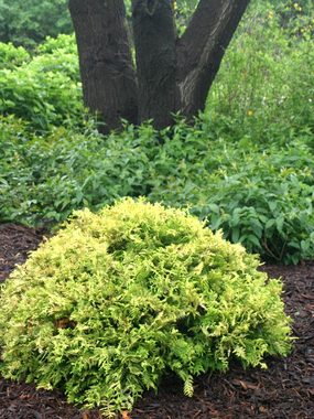Bright yellow fern-like foliage.