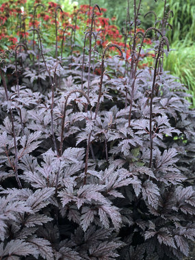 Very fragrant shade plant.
