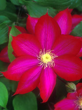 Clematis Bourbon