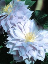 Clematis Belle Of Woking