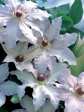 Clematis Claire De Lune