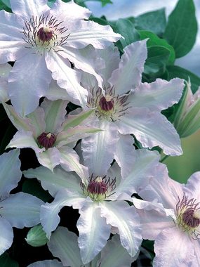 Elegant white flowers with stunning dark anthers