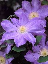 Clematis Diana's Delight