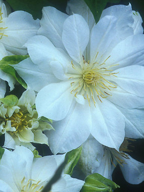 Reblooming double white.