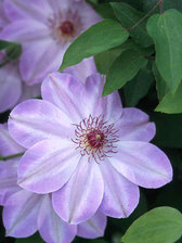 Clematis Dawn
