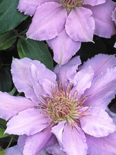 Clematis Filigree