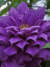 Clematis Franziska Maria