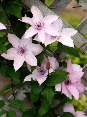 Large rich pink flowers with ruffled edges.