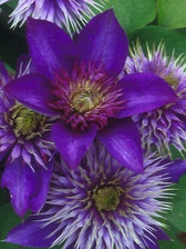 Clematis Multi-Blue