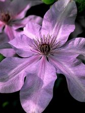 Clematis Moonfleet