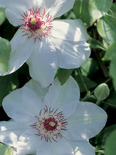 Clematis Miss Bateman