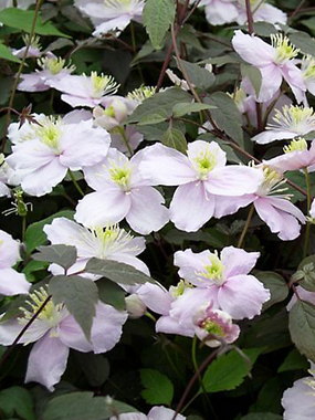2-3" ruffled satin pink flowers