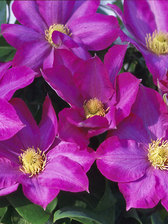 Clematis Pink Champagne