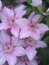 Clematis Pink Fantasy