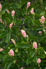 Clethra Ruby Spice