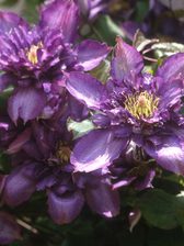 Clematis Royalty