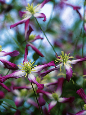 Starlike flowers in violet/purple with white centers