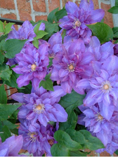 Clematis Vyvyan Pennell