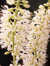 Clethra Vanilla Spice
